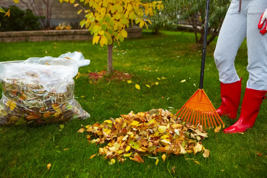 Quality Yard Cleaning Services in Hubbard, OR Quality Yard Cleaning Services in Hubbard, OR