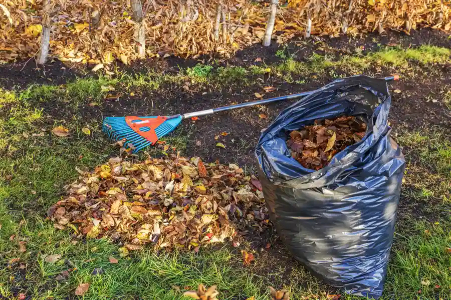 Reputable Yard Cleaning Services in Hubbard, OR Reputable Yard Cleaning Services in Hubbard, OR